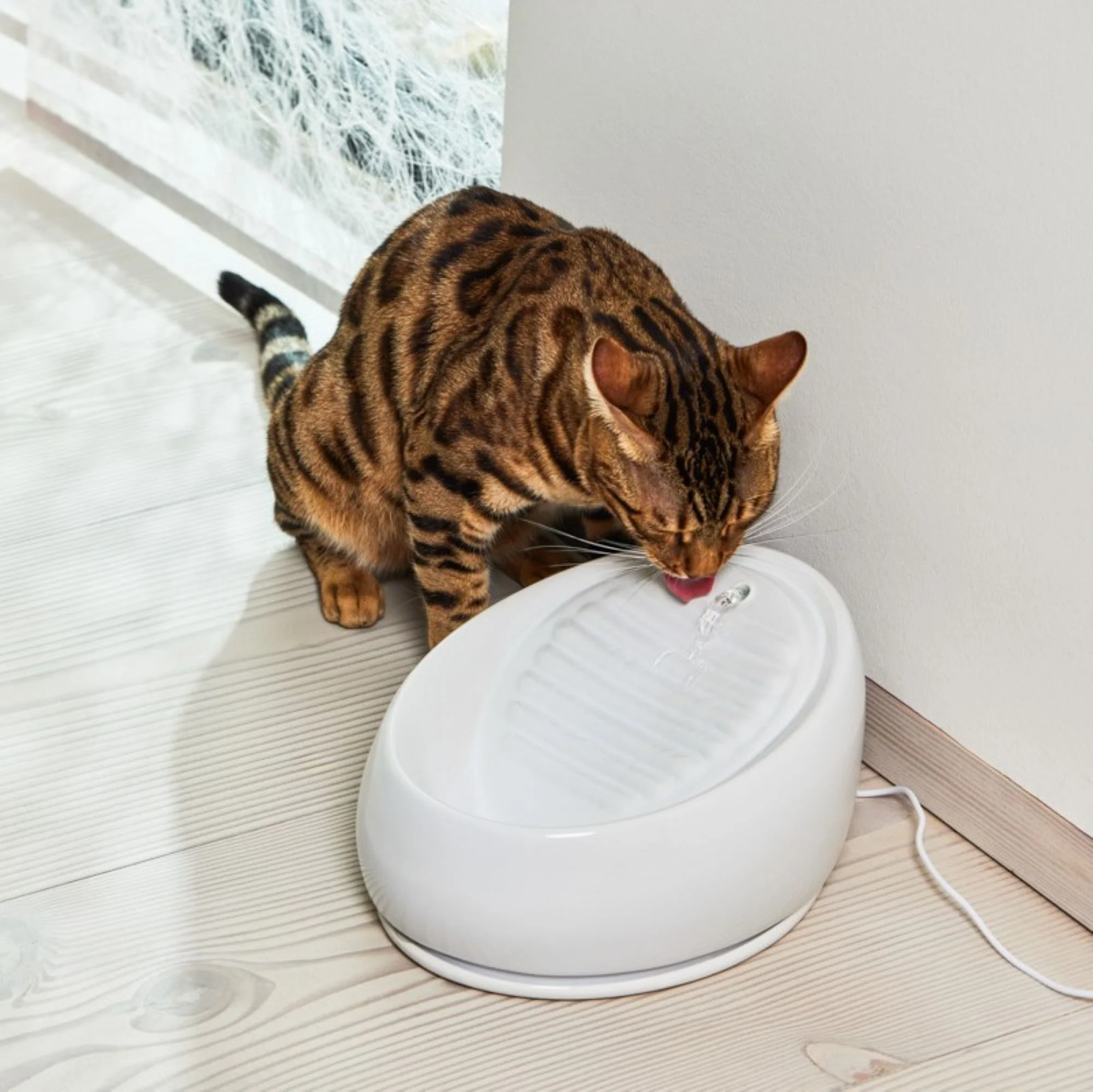 Ratgeber: Wie groß sollte ein Katzenbrunnen sein?